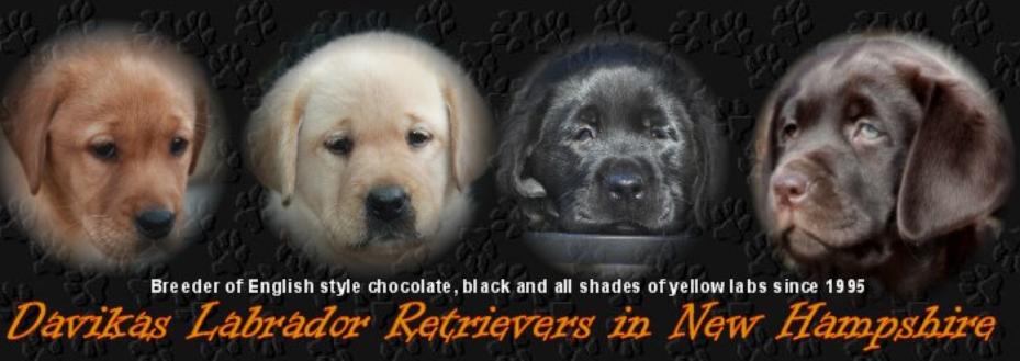 Davikas Nh Labrador Retrievers Of New Hampshire Breeders Since 1995 Chocolate Black Yellow Fox Red Lab Puppies For Sale